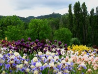 /album/galerie-de-photos-floraisons/jardin-2014-675-comp-jpg/